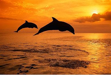 宝可梦系列开发商Creatures CEO石原恒和宣布卸任