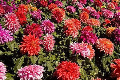 《艾尔登法环》更多细节：难度低于只狼、时长30小时、多结局