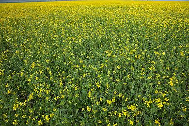 《圣剑传说》发售日公布 Steam版8月30日发售